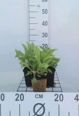 Produktbild von 6 x Digitalis hybr. 'Mertonensis' - Fingerhut - Topf 9 x 9 cm