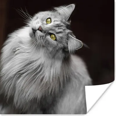 Produktbild von MuchoWow® Poster Weiße und graue Maine Coon Katze 75x75 cm - Wand Dekoration