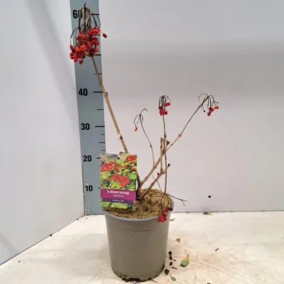 Zdjęcie produktu dla Viburnum opulus 'Compactum' – kalina pospolita | 40–50 cm w doniczce