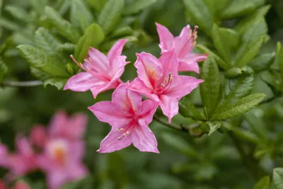 Produktbild von Rhododendron luteum 'Rosata', gelb-rosa, 40–50 cm