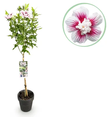 Image de GreenboutiQ - Plante sur Tige - Hibiscus syriacus Starburst Chiffon® - Plante de Terrasse - Feuilles Caduques - Résistant à l'Hiver - Fleur Blanc-Rose - Pot 19cm Hauteur 90cm