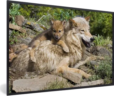 Produktbild von MuchoWow® MuchoWow® Gerahmtes Poster Wolf - Jungtier - Tier 60x40 cm - Poster mit zchwarzem Bilderrahmen - Printing - Wanddeko Schlafzimmer