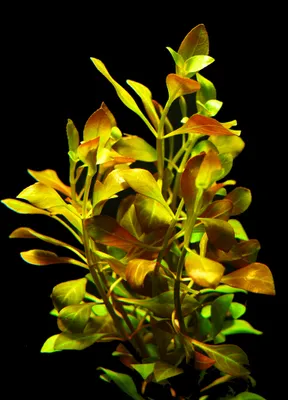 Produktbild von 2 Bund Kriechende Ludwigie (Ludwigia Repens)