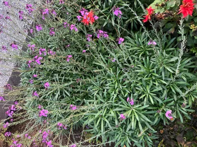 Obrázek produktu pro 6 x Erysimum 'Bowles' Mauve' - Zlatý lak - květináč 9x9 cm