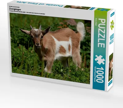 Produktbild von Calvendo Ein Motiv aus dem Kalender Zwergziegen 1000 Teile Puzzle quer 640x480mm, Klatt Arno; 7292594
