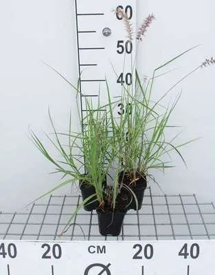 Zdjęcie produktu dla 6 x Pennisetum or. 'Karley Rose'® - Lampweed - Doniczka 9 x 9 cm
