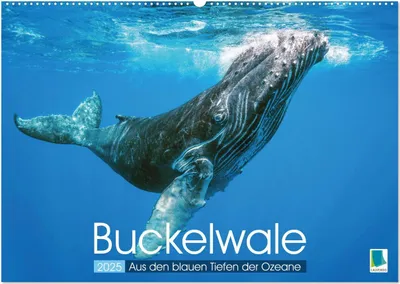Produktbild von Buckelwale: Aus den blauen Tiefen der Ozeane (Wandkalender 2025 DIN A2 quer), CALVENDO Monatskalender