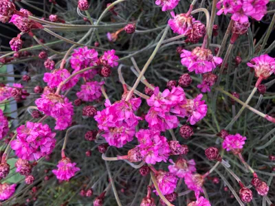Produktbild von 6 x Armeria maritima 'Rubrifolia' - Englisches Gras im 9x9 cm Topf