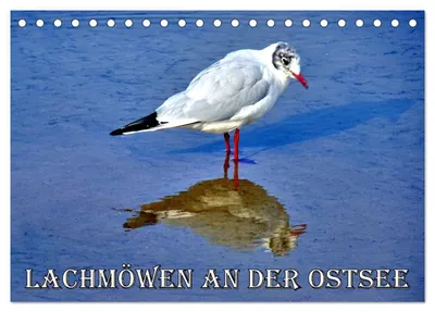 Produktbild von Lachmöwen an der Ostsee (Tischkalender 2027 DIN A5 quer), CALVENDO Monatskalender