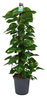 Immagine prodotto di Scindapsus (Epipremnum) - 110-120cm - Ø24cm - Pianta d'appartamento - Sempreverde