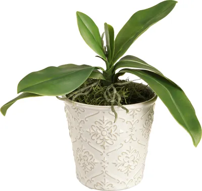 Produktbild von Orchideen Deko mit langlebigen Blättern und Luftwurzeln