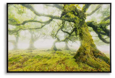 Immagine prodotto di Stampa su tela Foresta paesaggio boschivo con cornice, 90x60 cm