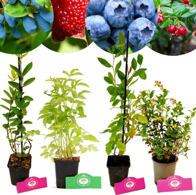 Produktbild von Set mit 4 Obstpflanzen – 1 Blaubeere, 1 Preiselbeere, 1 Honigbeere, 1 Erdbeer-Himbeere – Höhe 15/30 cm – 9 cm Topf – Mix A