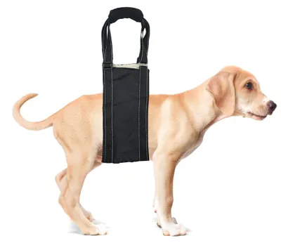 Image de Harnais pour chien ergonomique et réglable, avec poignées