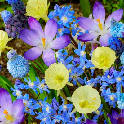 Obrázek produktu pro Cibulky květin, víceleté, mrazuvzdorné – jarní směs cibulek – 50 kusů – tulipány/narcisy/hyacinty/muskátinky – nizozemská kvalita – vhodné pro zahradu, květináče a balkon