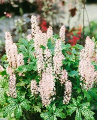 Produktbild von Tiarella laciniata 'Pink Skyrocket', Schaumblüte, rosa, ca. 11x11 cm Topf