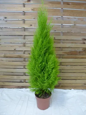 Produktbild von [Palmenlager] XL Zimmerzypresse Formschnitt 120 cm - "Cupressus macrocarpa Goldcrest Wilma" - außergewöhnliche Zimmerpflanze