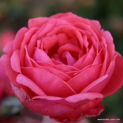Obrázek produktu pro Růže  - Kordes Parfuma® Rose - Růže 'Garten Princess Marie José'®