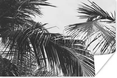 Produktbild von MuchoWow® Poster Palmwedel - Natur - Vintage - Palme 120x80 cm - Bilder