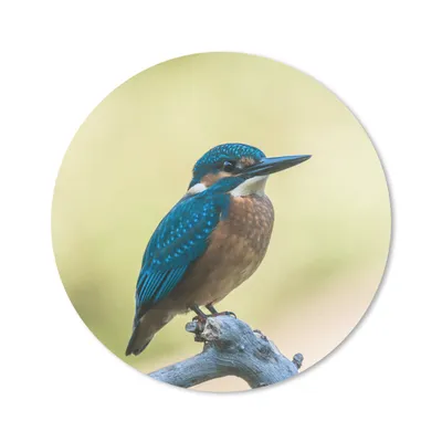 Produktbild von MuchoWow® Mauspad Mousepad Eisvogel - Zweig - Vogel 30x30 cm - Mousepads - Maus Mat - Pad - Mausunterlage - Tischunterlage - Schreibtischmatten