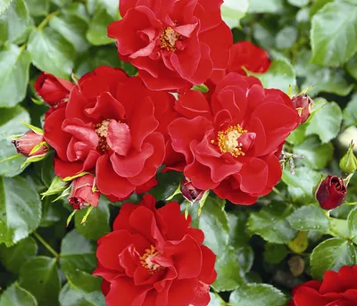Produktbild von Dehner Rose Bodendeckerrose Matador®, Züchter Tantau, halbgefüllte nicht-duftende rote Blüten, 10-30 cm, wurzelnackte Pflanze