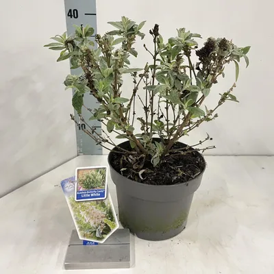 Zdjęcie produktu dla Buddleja davidii Butterfly Candy® Little White – budleja | 30–35 cm w doniczce