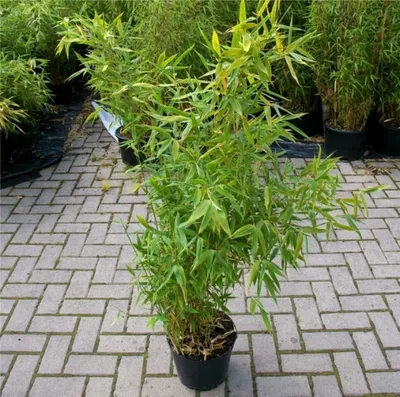 Produktbild von Fargesia robusta Campbell® - robuster Heckenbambus Campbell 80 - 100 cm