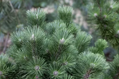 Produktbild von Pinus nigra 'Select', Schwarzkiefer, 25–30 cm