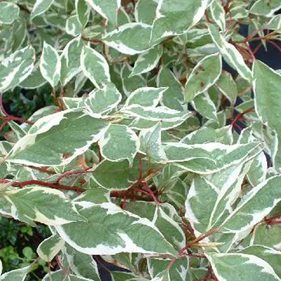 Produktbild von 2 x  Weißer Hartriegel  - Cornus alba 'Ivory Halo'  | 40-60 cm in Container