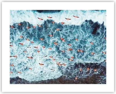 Produktbild von Poster - Poster ohne Rahmen - Flamingos Karibik Vögel - 50x40 cm - Wand Bild - Wanddeko - Wandbilder - Kunstposter - Wandposter - Bilder - Kunstdruck - Wanddekoration - Wandbild - P2XAA50x40-5013