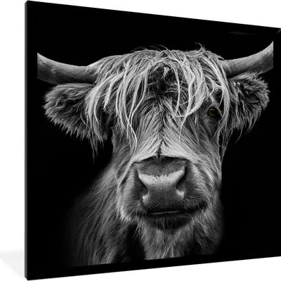 Produktbild von MuchoWow® Gerahmtes Poster Schottischer Highlander - Hörner - Schwarz - Weiß - Kuh - Wild - Tiere 40x40 cm - Poster mit Schwarzem Bilderrahmen Wandposter Rahmen Foto Bilder - Mit Rahmen - Wanddekoration Schlafzimmer