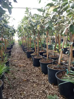 Produktbild von Sunny Tree - Tiger Lemon Zitronenbaum, Kompakter Citrusbaum mit Topf, 100 cm, für Balkon, Terrasse und Garten