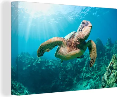 Obrázok produktu pre OneMillionCanvasses® - Maľba na plátne - Obraz na plátne Nástenná maľba na plátne - Plavecká korytnačka fototlač - 150x100cm - Fotografia na plátne -