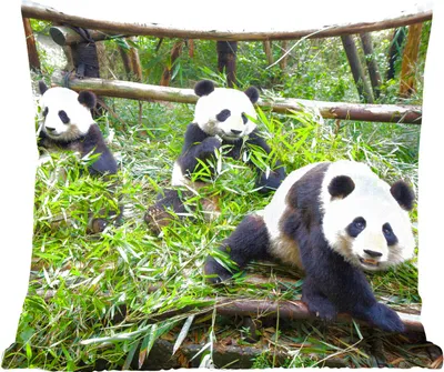 Produktbild von MuchoWow® Zierkissen Sofakissen Wohnzimmer Dekokissen 45x45 cm Pandas - Bambus - Blätter - Schlafpolster - Polster für das Sofa