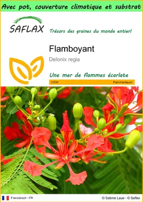 Image de SAFLAX Garden to go - Flamboyant - 6 graines - Delonix