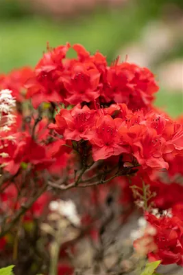Produktbild von Rhododendron obtusum 'Maraschino', Azalee, rot, 25–30 cm