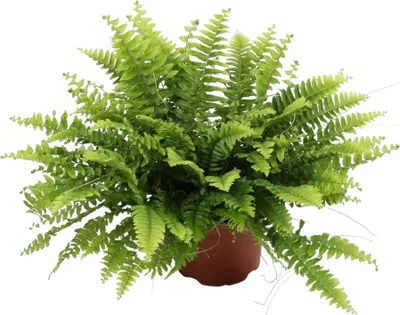 Zdjęcie produktu dla Trendyplants - Nephrolepis Boston Green Moment - Paproć kędzierzawa - Roślina domowa - Wysokość 15-35 cm - Rozmiar doniczki Ø12 cm