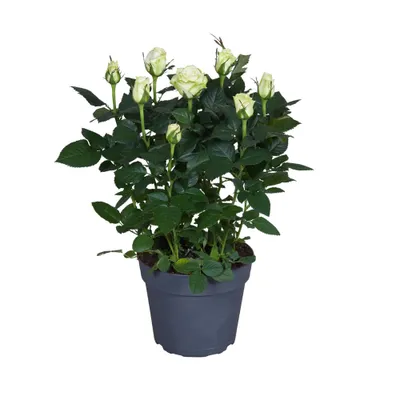 Produktbild von Rosa Wit - Ø17Cm - ↕45Cm