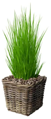 Produktbild von Pflanzen-/blumenkorb - quadrat - Rattan - Weide - L27 x B27 x H25 cm - Blumentopf