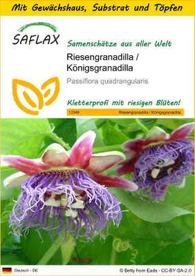 Produktbild von SAFLAX Anzucht Set - Riesengranadilla / Königsgranadilla - Passiflora quadrangularis - 12 Samen - Mit Mini-Gewächshaus, Anzuchtsubstrat und 2 Töpfen