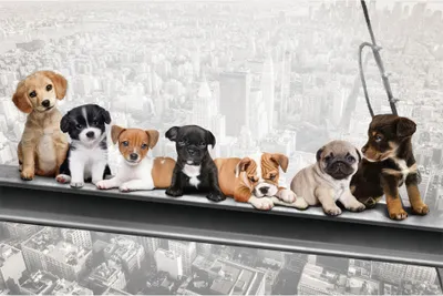 Immagine prodotto di Cani su travi d'acciaio - New York Skydogs - Cucciolo Stampa poster - Dimensioni 91,5x61 cm