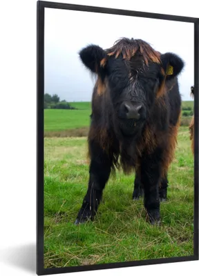 Produktbild von MuchoWow® Gerahmtes Poster Schottische Highlander - Kühe - Natur - Grün - Gras 40x60 cm - Poster mit Schwarzem Bilderrahmen Wandposter Rahmen Foto Bilder - Papierdruck - Wandbilder