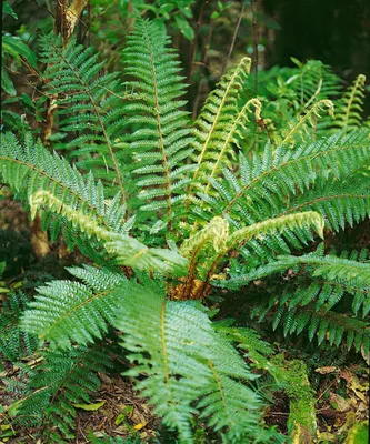 Produktbild von Polystichum braunii, Brauns Schildfarn, ca. 9x9 cm Topf