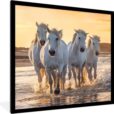 Produktbild von MuchoWow® Gerahmtes Poster Pferde - Wasser - Strand - Tiere 40x40 cm - Poster mit Schwarzem Bilderrahmen Wandposter Rahmen Foto Bilder - Mit Rahmen - Wanddekoration Schlafzimmer
