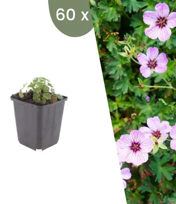Image de Plants by Frank | 60 Plantes de géranium 'Ballerina' | Geranium cinereum 'Ballerina' | Plantes vivaces rustiques | Vivaces | Plantes d’extérieur | Jardin