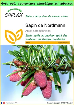 Image de SAFLAX Garden to go - Sapin de Nordmann - 20 graines - Abies