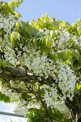Produktbild von Weißer Blauregen – Wisteria floribunda 'Longissima Alba' – 2 Pflanzen – Ø15cm – ca. 65cm hoch