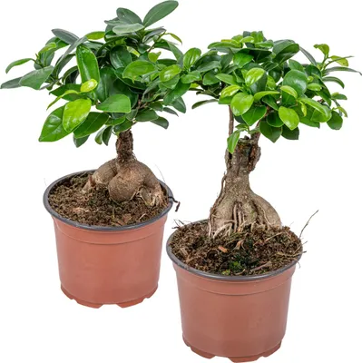 Image de Bloomique - Lot de 2 - Ficus Ginseng - Bonsaï - Plantes d’intérieur - Dépolluante - Facile d’entretien - Hauteur 20-30 cm - Pot 12 cm