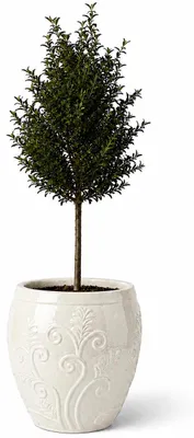 Produktbild von Olivenbaum im Pflanzkübel aus Keramik Provencelia Cremefarben, Ø52 cm x H58 cm