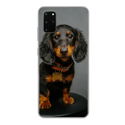 Produktbild von MuchoWow® Handyhülle Schutzhülle Hülle für Samsung Galaxy S20 Plus Studiofoto eines Dackelwelpen Silikon Softcase Handy Hülle - Hartschale